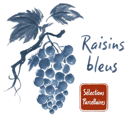Les raisins bleus
